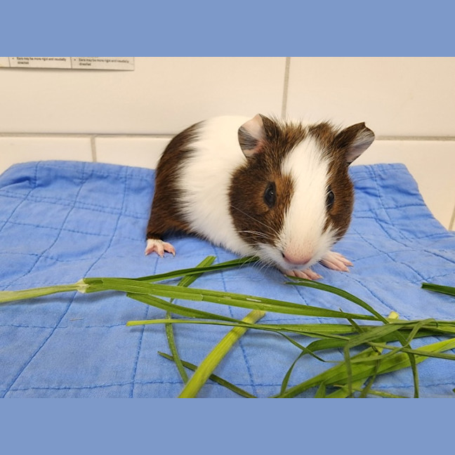 Photo of Ra And Bast