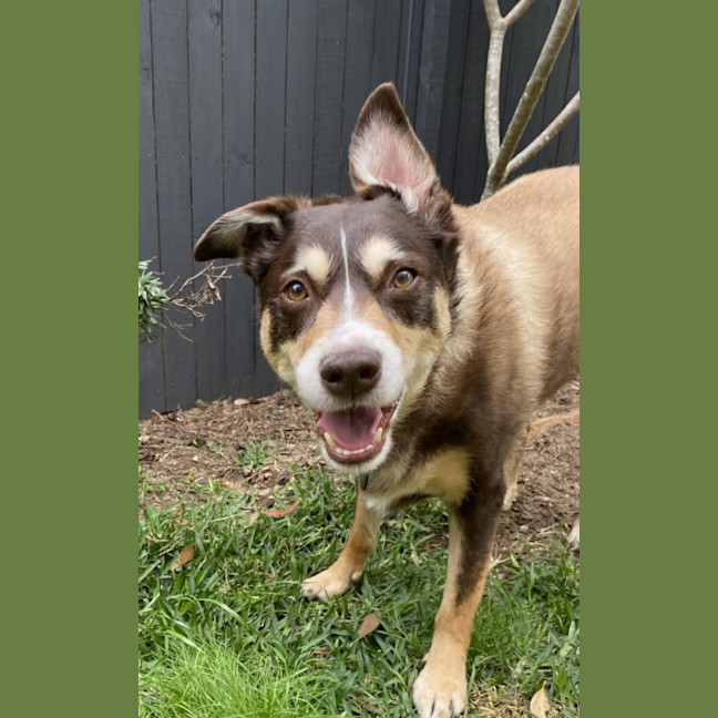 Photo of Koda