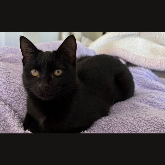 Photo of Olive