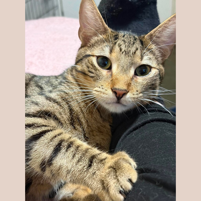 Photo of Truffle