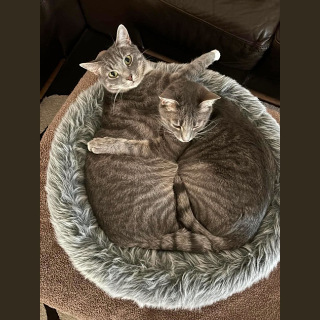 Photo of Rocky & Apollo