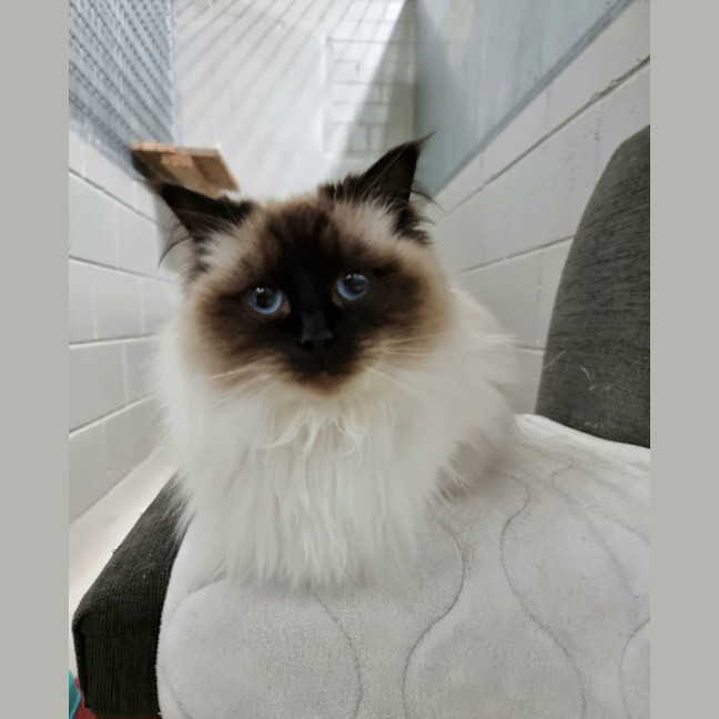 Photo of Coco