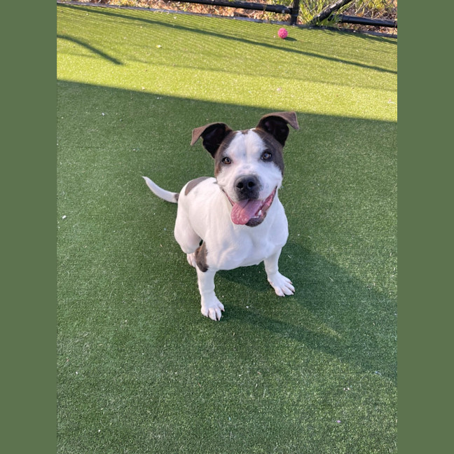 Photo of Iggle Piggle Imp 1690