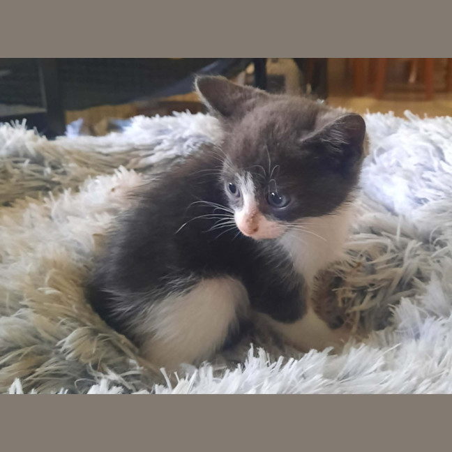 Photo of Brambles