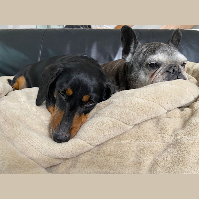 Photo of Romeo