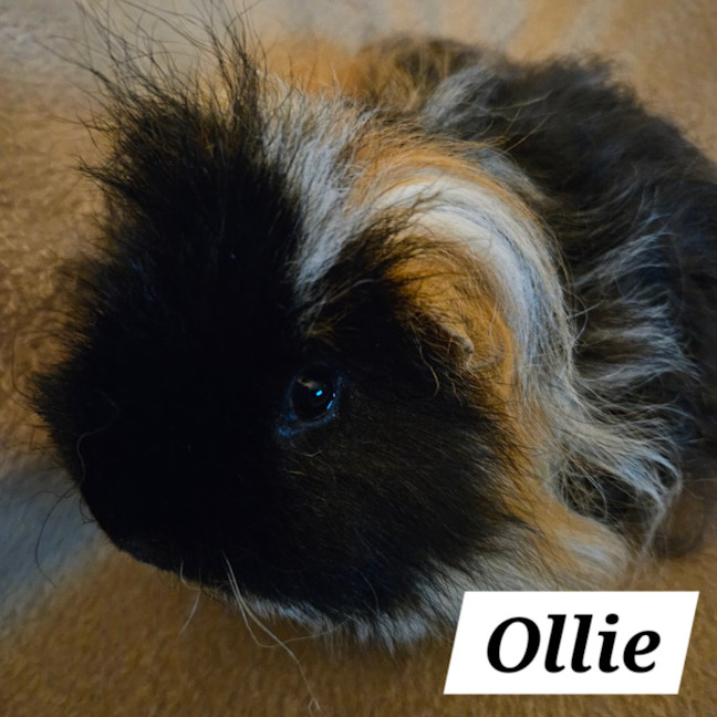 Photo of Ollie