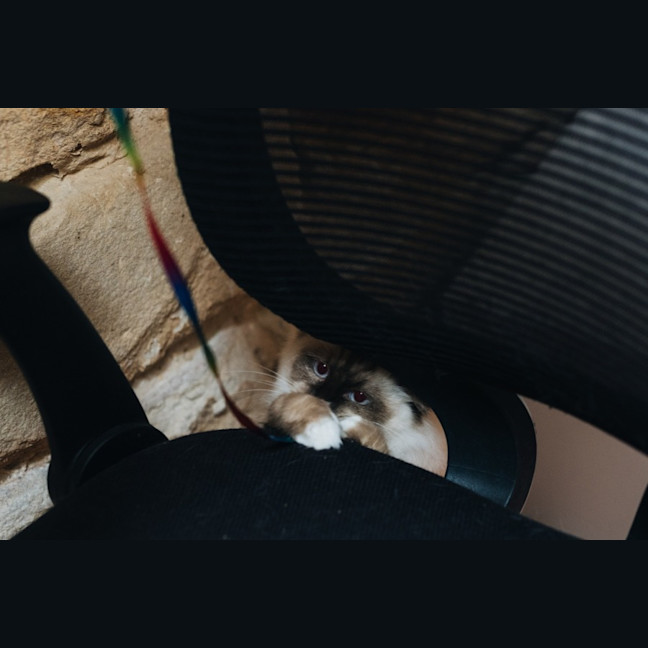 Photo of Pepper