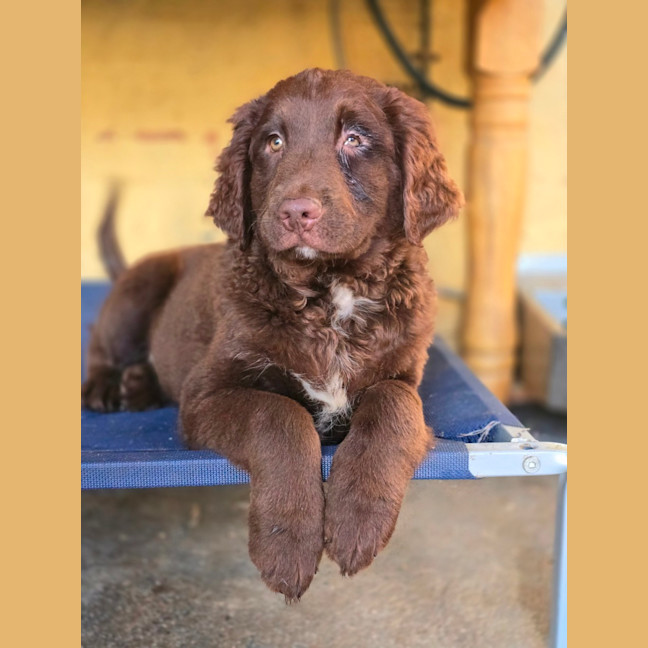 Photo of Duke Ellington 