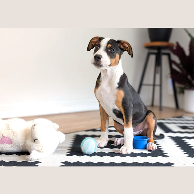 Photo of Romeo Foxtrot 