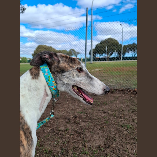 Photo of Poppy