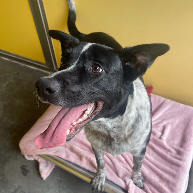 Photo of Bluey