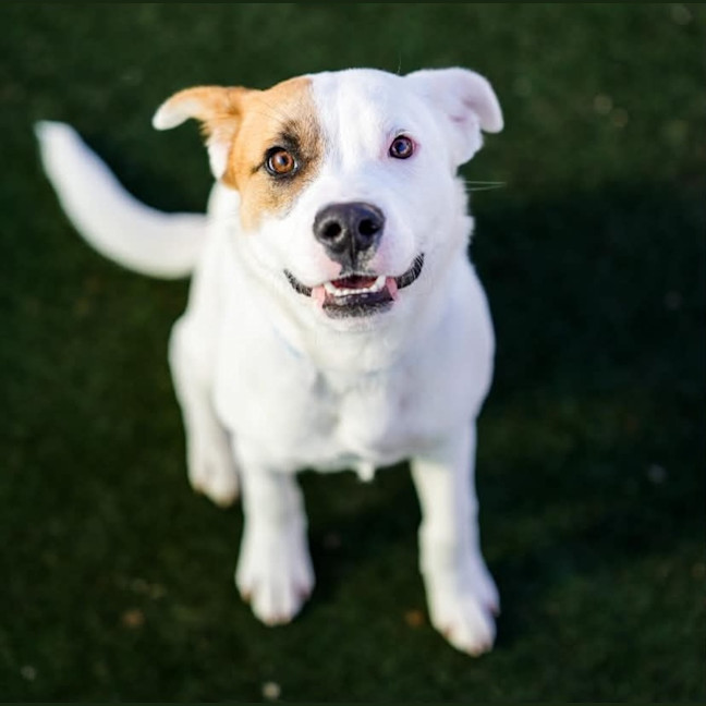 Photo of Tucker
