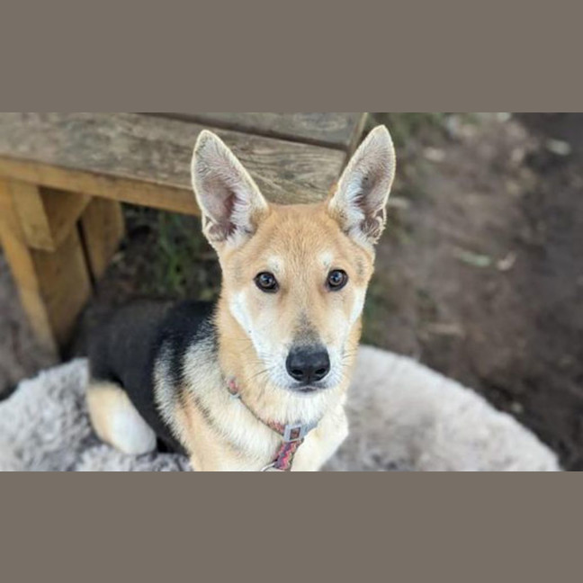 Photo of Dingo