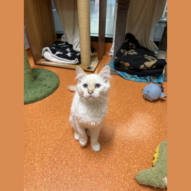 Photo of Boo