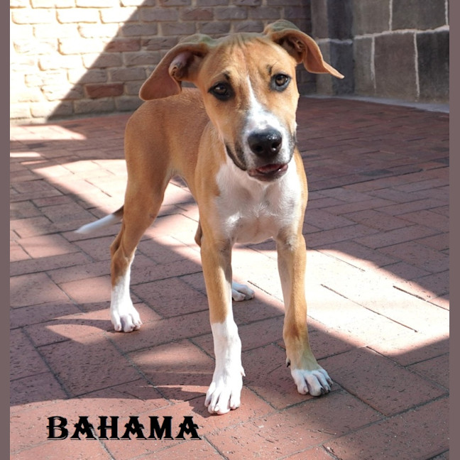 Photo of Bahama