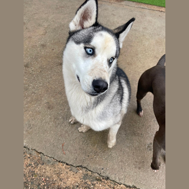 Photo of Cheeko