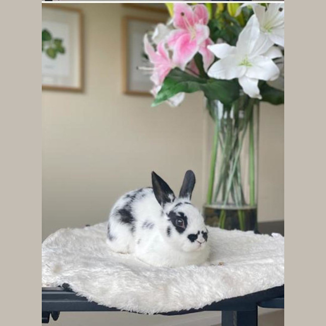 Photo of Hummingbird