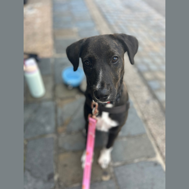 Photo of Bella
