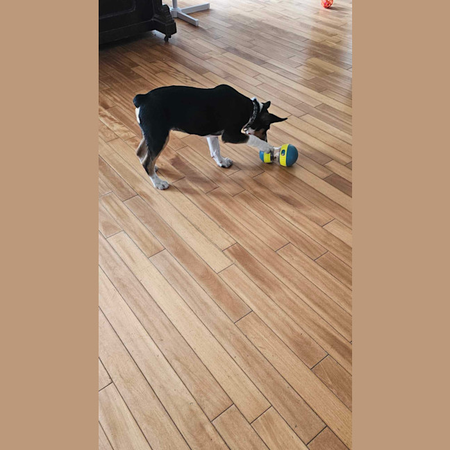 Photo of Dolly