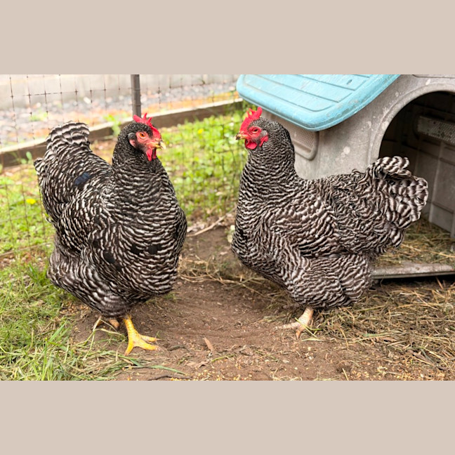 Photo of Lucy & Ethel