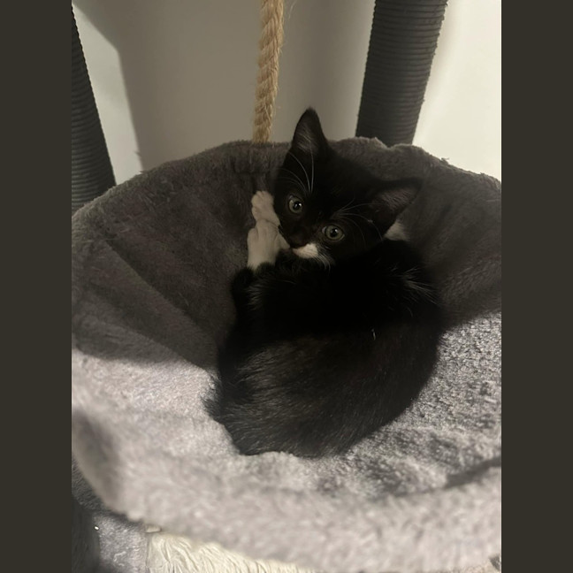 Photo of Checkers