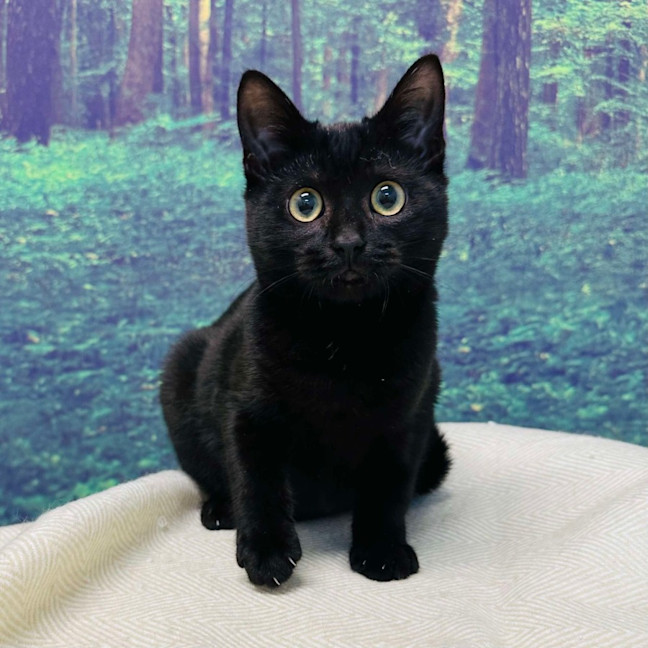 Photo of Rocky   Located In Preston