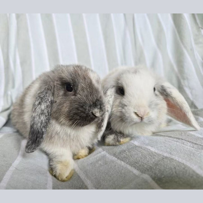 Photo of Pistachio & Truffle (Located Wantirna South) 