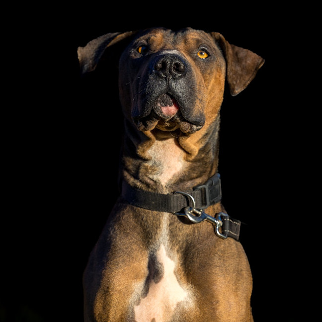 Photo of Milo