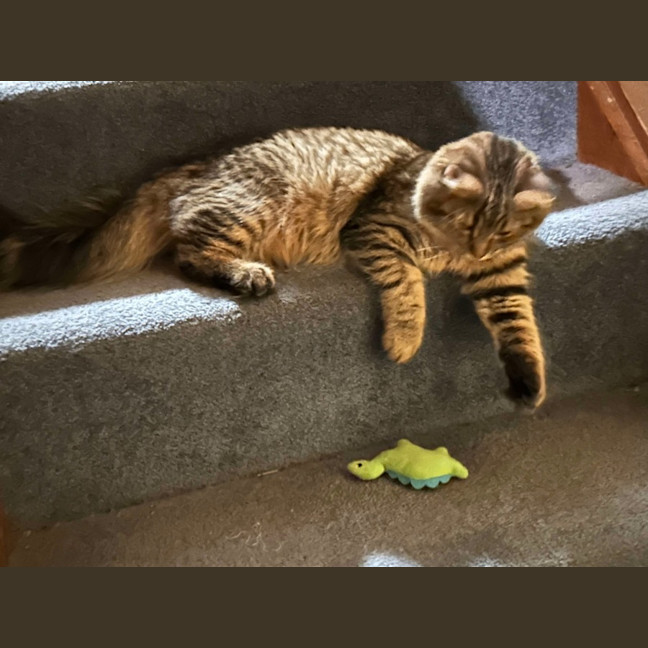 Photo of Marshmellow 