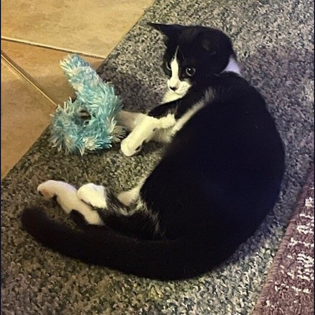 Photo of Milo
