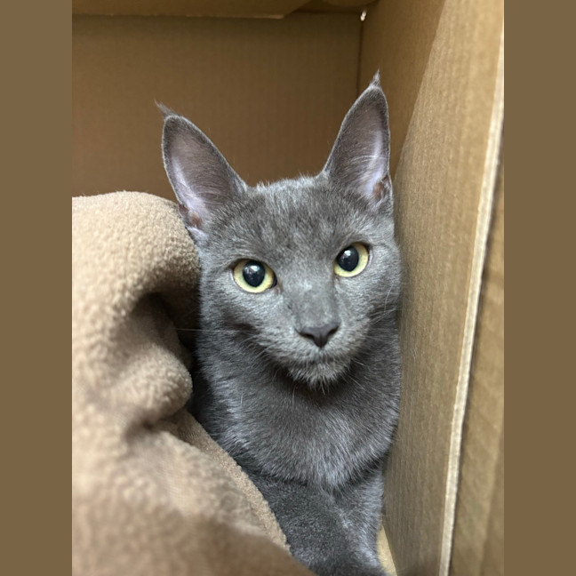 Photo of Apollo