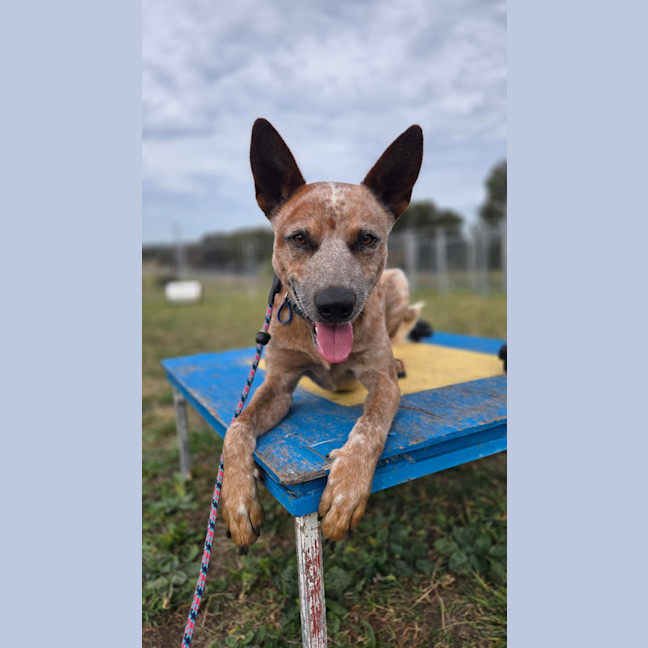 Photo of Chip