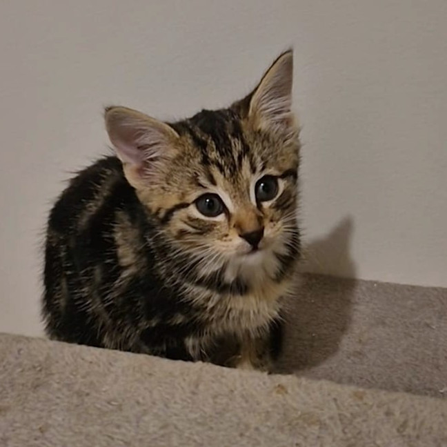Photo of Dewey