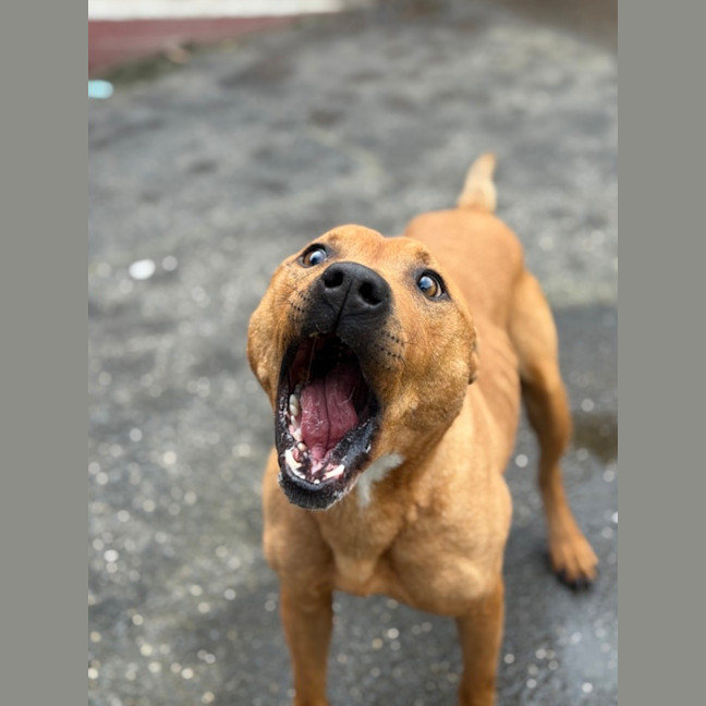 Photo of Beef Supreme