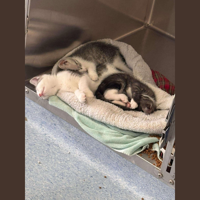 Photo of Azriel   Located In Kew