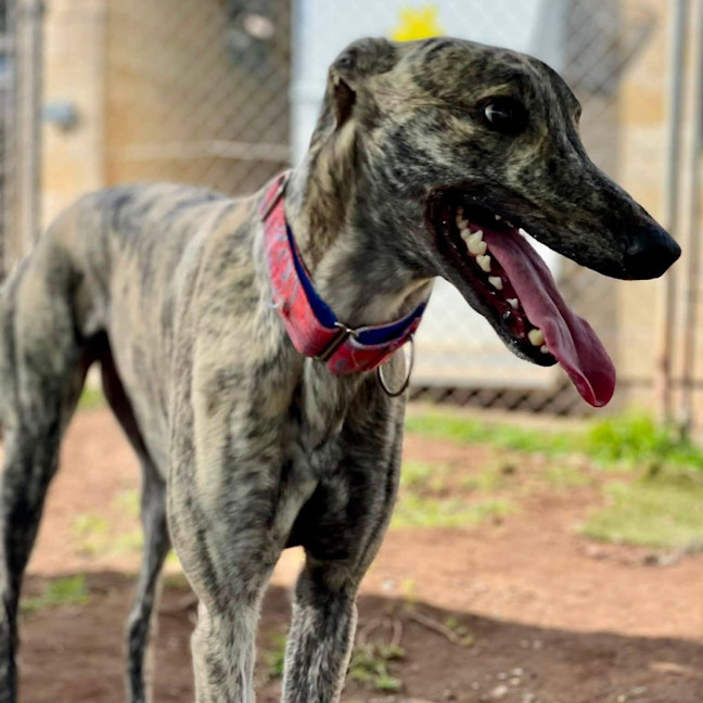 Photo of Merrill The Greyhound