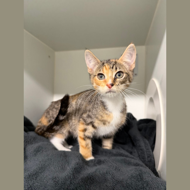 Photo of Aria