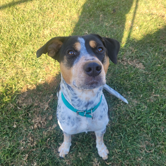 Photo of Dottie 