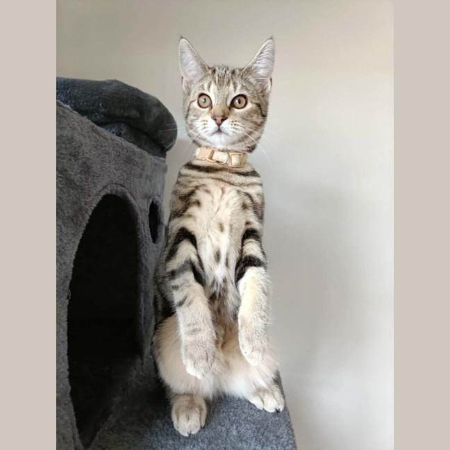 Photo of Sapphire