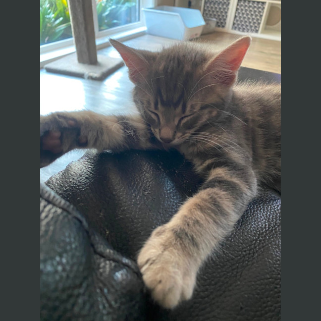 Photo of Earl Grey Meet Me At Pet Stock Carrum Downs