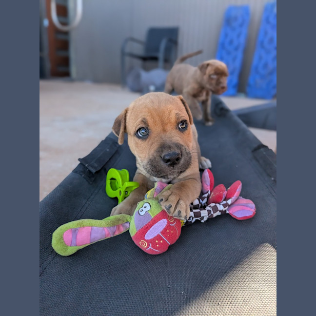 Photo of Dopey