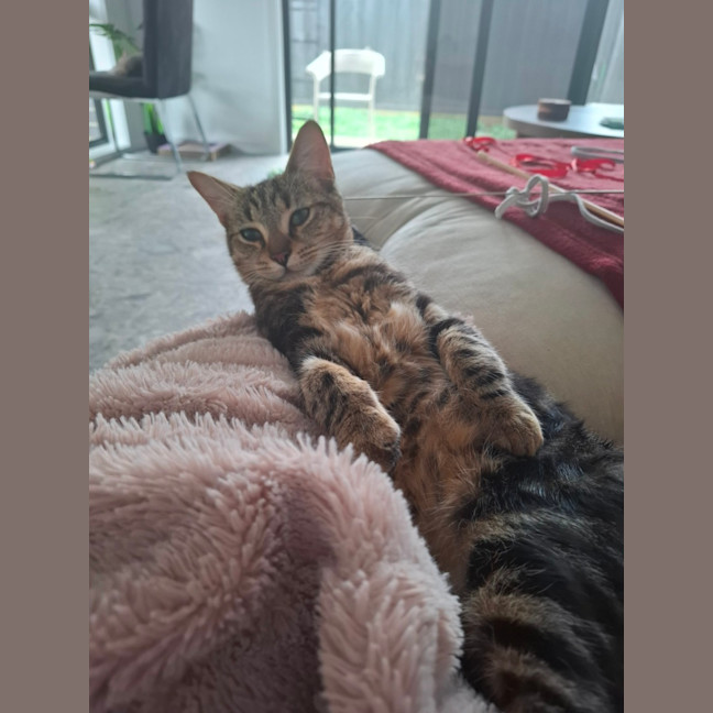 Photo of Flintavious 