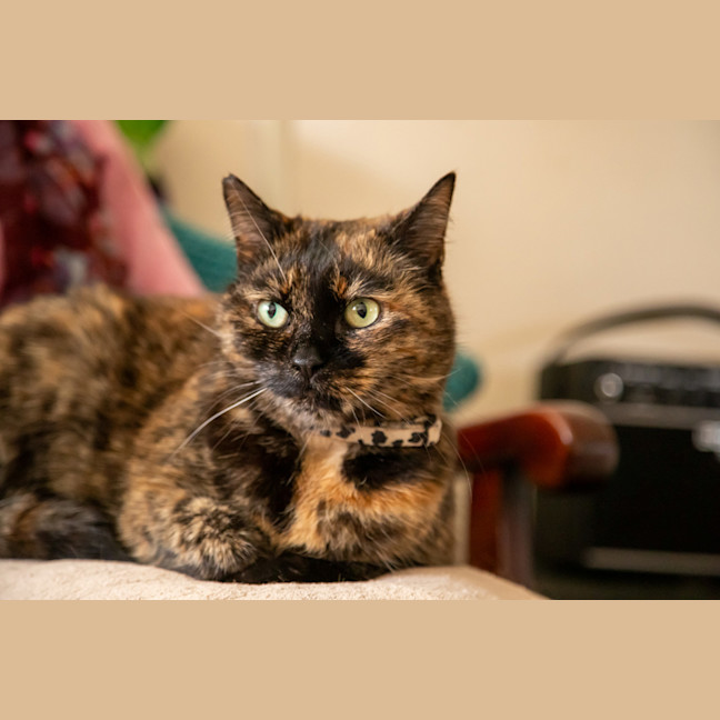 Photo of Layla
