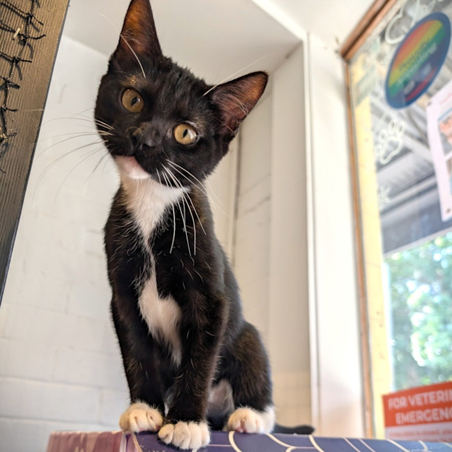 Photo of Marlowe