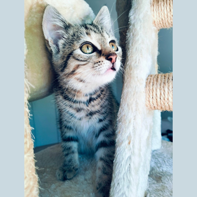 Photo of Pumpkin   Located In Eltham