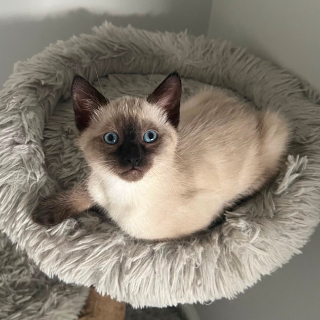 Photo of Nelson 🩵