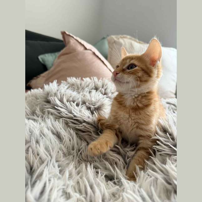 Photo of June & Simba 