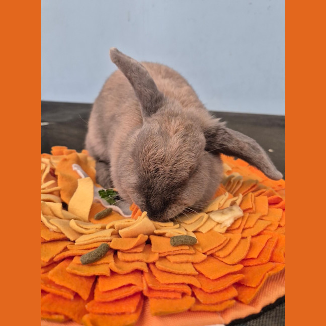 Photo of Beans