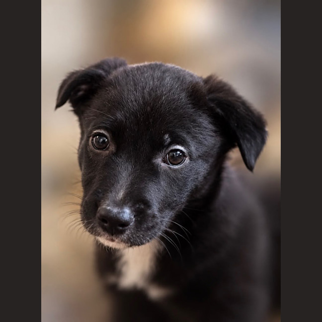 Photo of Sparky