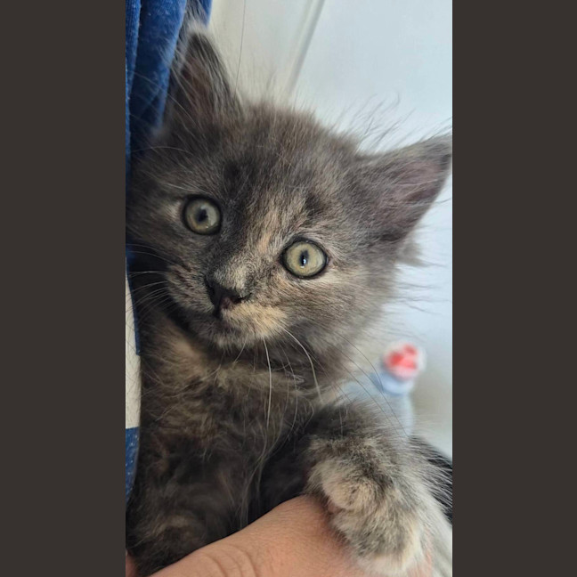 Photo of Buttons